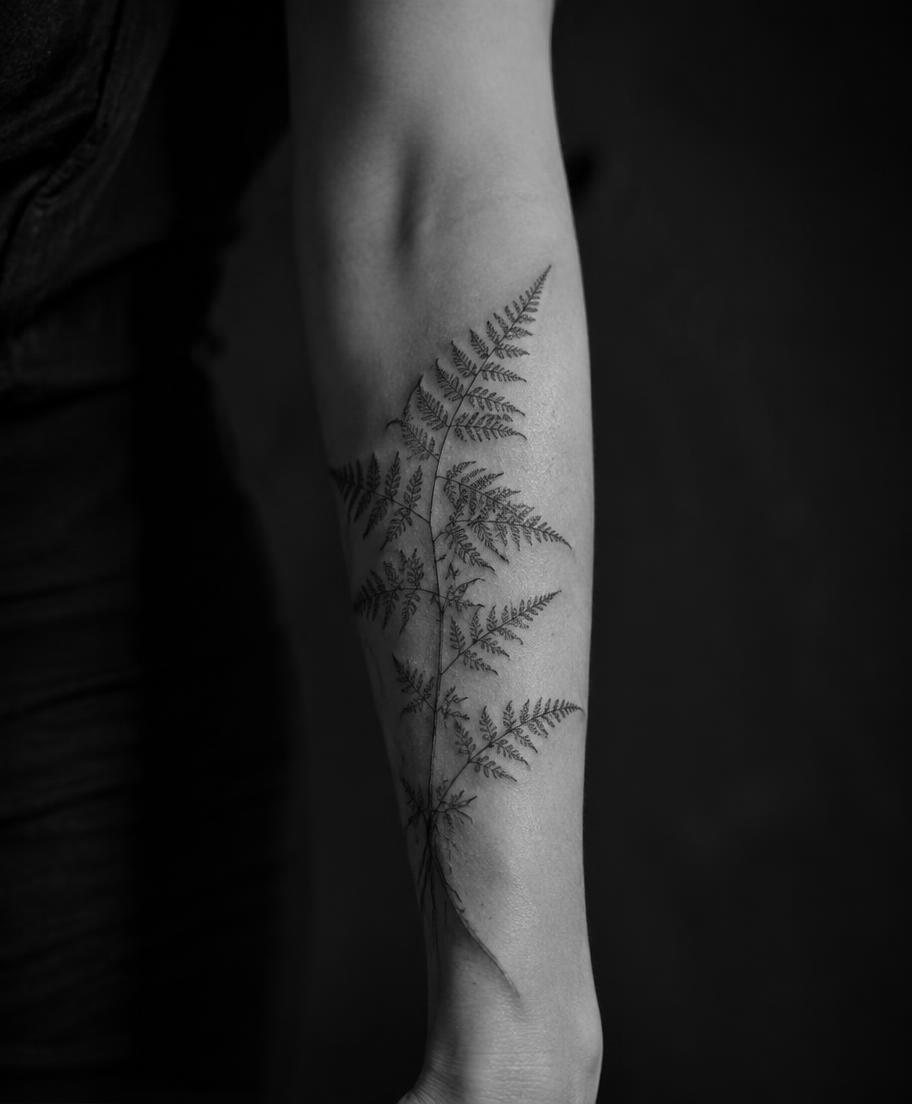 Botanical fern